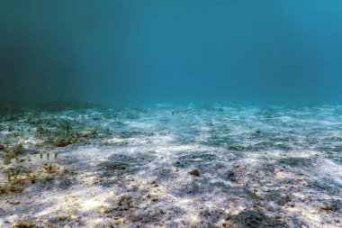 Kumlu deniz dibi deniz yaşamı, sualtı geçmişi.