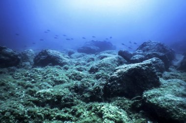 Okyanus tabanının dibindeki kayalar, sualtı yaşamı