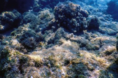Su altı resifleri, deniz yosunları, mavi sualtı arka planı.