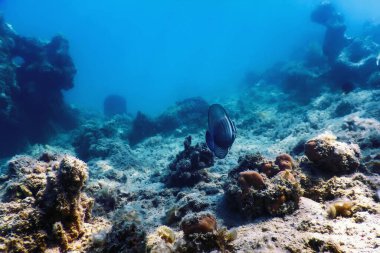 Desjardini Sailfin Tang (Zebrasoma desjardinii) su altında, deniz yaşamı