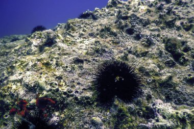 Underwater Sea Urchins on a Rock, Underwater Urchins clipart