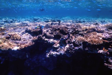 Mercan resifinin sualtı manzarası, tropikal sular, deniz yaşamı.