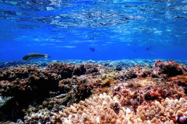 Mercan resifinin sualtı manzarası, tropikal sular, deniz yaşamı.