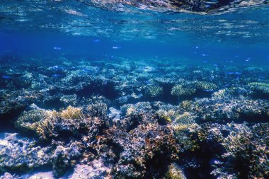 Mercan resifinin sualtı manzarası, tropikal sular, deniz yaşamı.