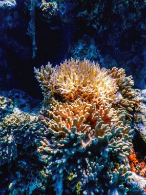 Mercan resifinin sualtı manzarası, tropikal sular, deniz yaşamı.