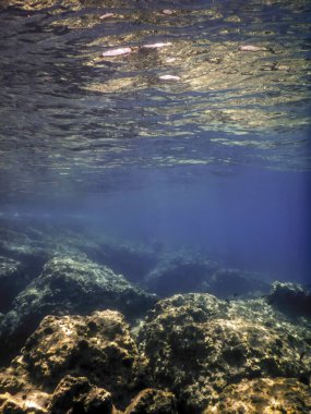 Deniz Yaşamı Su Altında Kayalık Deniz Yatağı, Su Altında Yaşam