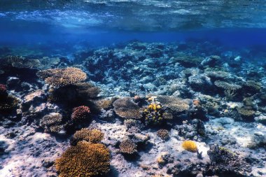 Mercan resifinin sualtı manzarası, tropikal sular, deniz yaşamı.