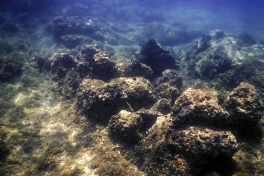 Deniz Yaşamı Su Altında Kayalık Deniz Yatağı, Su Altında Yaşam