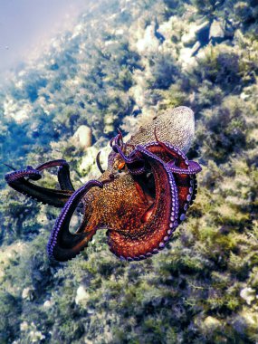Ahtapot Uçuşu (Octopus vulgaris) Su altında