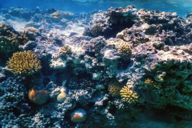 Mercan resifinin sualtı manzarası, tropikal sular, deniz yaşamı.