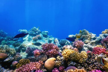 Mercan resifinin sualtı manzarası, tropikal sular, deniz yaşamı.
