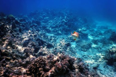 Picasso tetikleyici balığı (Rhinecanthus suikastçısı) Tropikal sular, deniz yaşamı