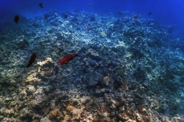 Mercan resifinin sualtı manzarası, tropikal sular, deniz yaşamı.
