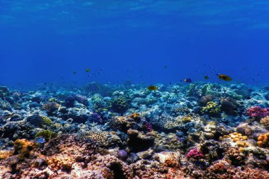 Mercan resifinin sualtı manzarası, tropikal sular, deniz yaşamı.