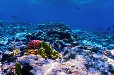 Mercan resifinin sualtı manzarası, tropikal sular, deniz yaşamı.