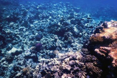 Mercan resifinin sualtı manzarası, tropikal sular, deniz yaşamı.