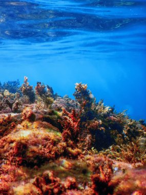 Yosun Sualtı, Yüzeye yakın Yosun Sığ Su