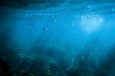 Karanlık su, suyun içinden geçen güneş ışınları, sualtı dünyası, karanlık deniz arka planı.