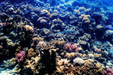 Mercan resifinin sualtı manzarası, tropikal sular, deniz yaşamı.