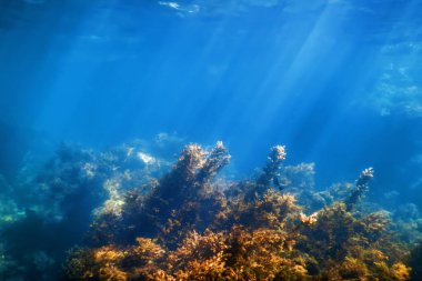 Deniz Yaşamı Su Altında Kayalar Güneş Işığı Altında Yaşam