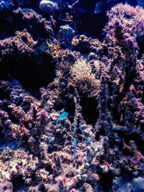 Mercan resifinin sualtı manzarası, tropikal sular, deniz yaşamı.