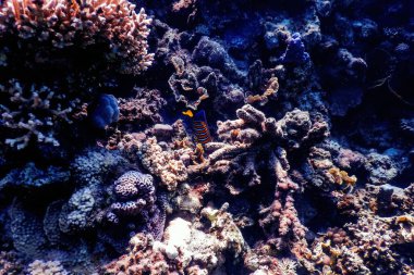 Mercan resifinin sualtı manzarası, tropikal sular, deniz yaşamı.