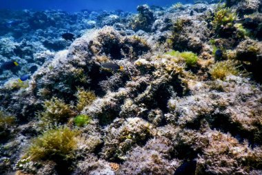 Su altı resifleri, deniz yosunları, mavi sualtı arka planı.