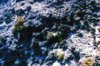 Mercan resifinin sualtı manzarası, tropikal sular, deniz yaşamı.