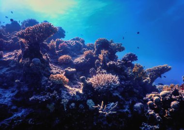 Mercan resifinin sualtı manzarası, tropikal sular, deniz yaşamı.