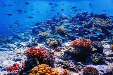 Mercan resifinin sualtı manzarası, tropikal sular, deniz yaşamı.