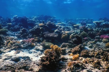 Mercan resifinin sualtı manzarası, tropikal sular, deniz yaşamı.