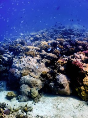 Mercan resifinin sualtı manzarası, tropikal sular, deniz yaşamı.