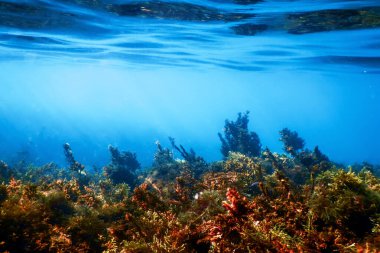 Yosun Sualtı, Yüzeye yakın Yosun Sığ Su