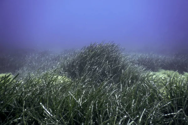 stock image Sea Grass Underwater, Green Sea Grass