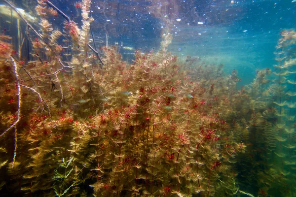 Sualtı Tatlı Su Flora, Sualtı Manzarası, Su altı Flora