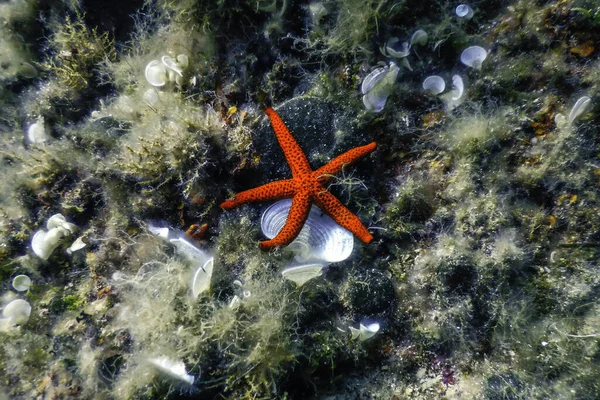 Red Starfish on the Sea Floor, Underwater wildlife