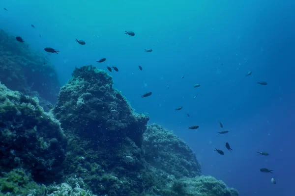 Sea Life Underwater Rocks Sunlight, Underwater Life, wildlife