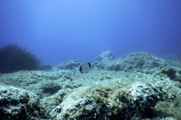 stock image Sea Life Underwater, Underwater Life, Wildlife