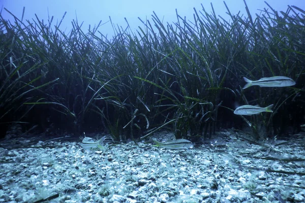 stock image Sea Grass Underwater, Green Sea Grass