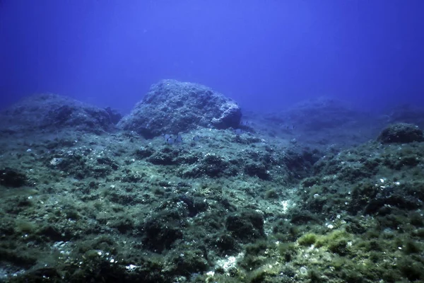 Zeeleven Onderwater Onderwater Leven Wilde Dieren Planten — Stockfoto