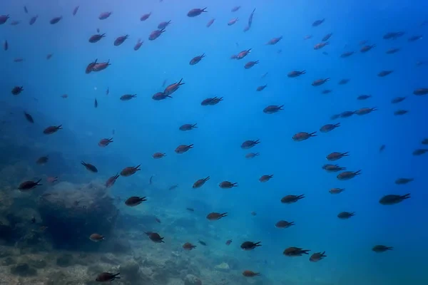 Морская Жизнь Подводные Камни Солнечный Свет Подводная Жизнь Дикая Природа — стоковое фото
