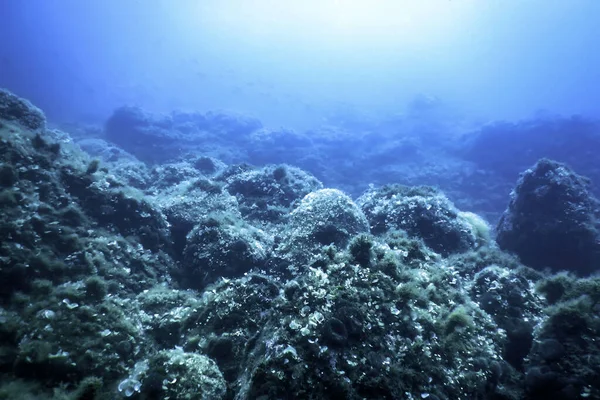 Скалы Дне Океана Подводная Жизнь — стоковое фото