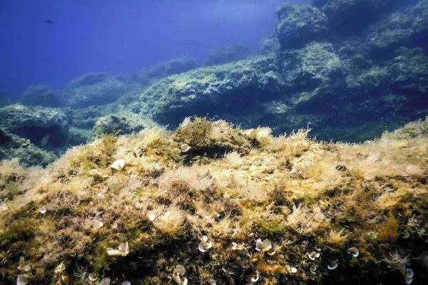 Морская Жизнь Водой Подводная Жизнь Дикая Природа — стоковое фото