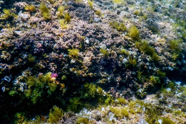 Sea Life Underwater Rocks Sunlight Underwater Life Wildlife — Stock Photo, Image