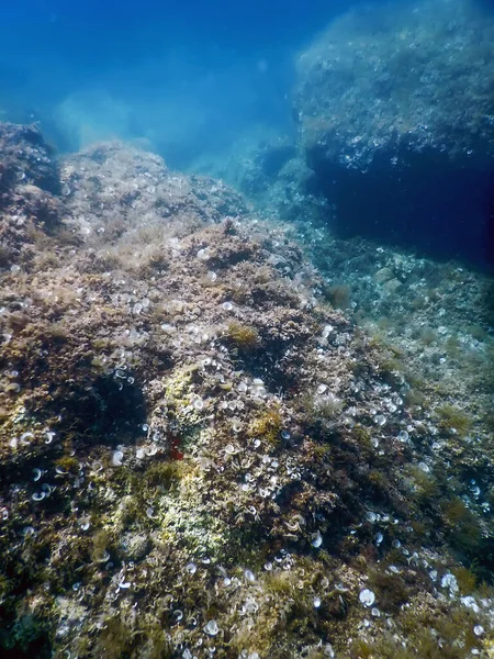 海底生物岩石阳光 水下生物 野生动物 — 图库照片