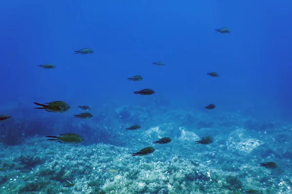 海の生命水中岩日光 水中生活 野生生物 — ストック写真