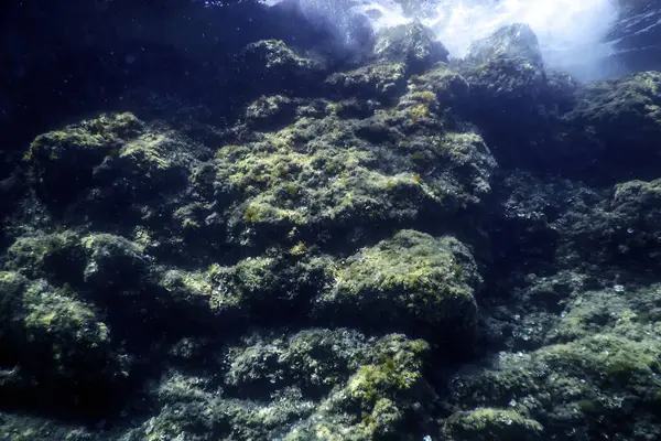 Скелі Дні Океанського Дна Підводне Життя — стокове фото