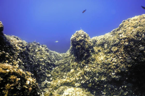 stock image Sea Life Underwater, Underwater Life, Wildlife