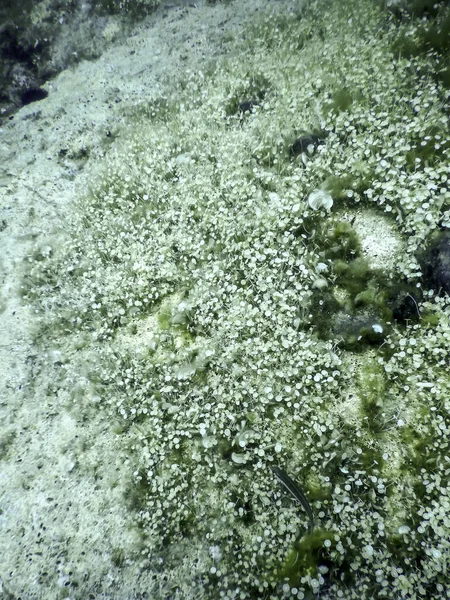 Algues Parapluies Méditerranéennes Acetabularia Mediterranea Sous Eau — Photo