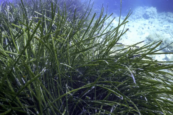 stock image Sea Grass Underwater, Green Sea Grass